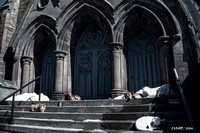 Dogs and a Cat Resting on Church Steps