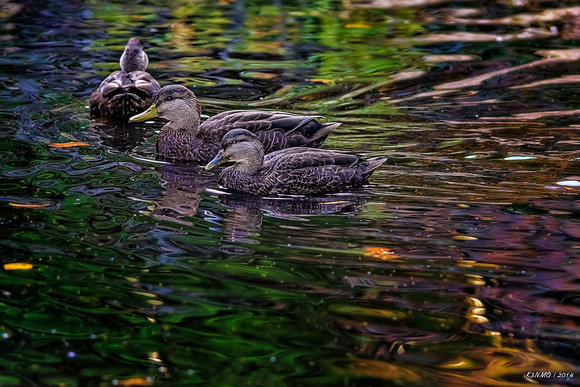 Three Ducks at Heart Shaped Pond