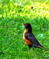 Robin in Backyard
