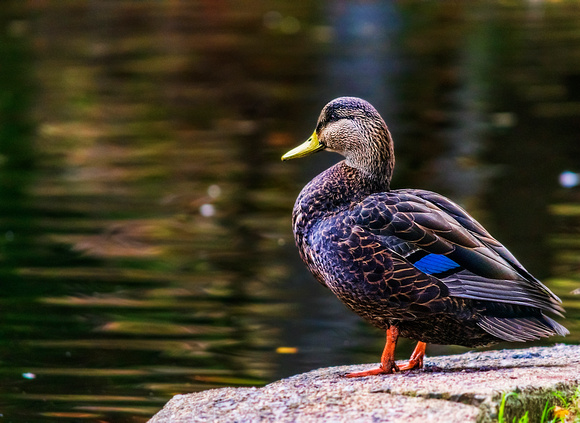 American Black Duck at Heart Shaped Pond