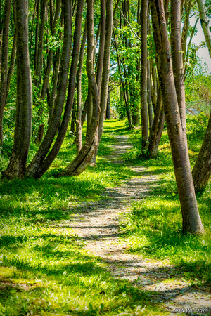 Forest Path in Walton