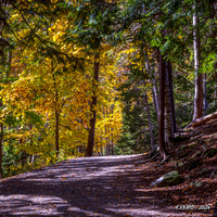 Autumn Colors in Hemlock Ravine