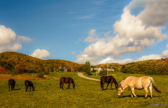 Horses in Mabou