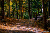 Autumn Colors in Hemlock Ravine