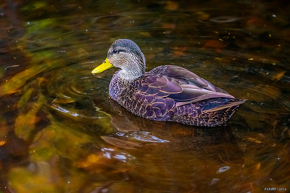 Duck at Heart Shaped Pond