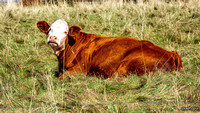 Cow Resting in Mabou