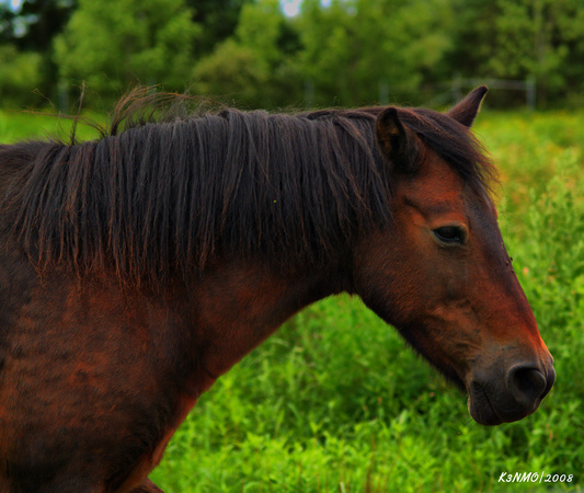 Sable Island Horse - Shubenacadie Wildlife Park