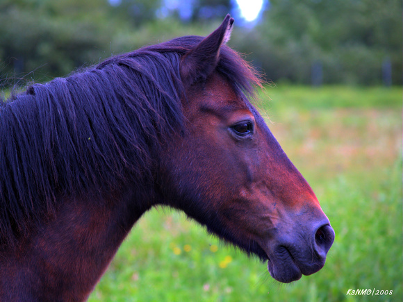 Sable Island Horse - Shubenacadie Wildlife Park