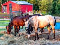 Horses on Hammons Plains Road