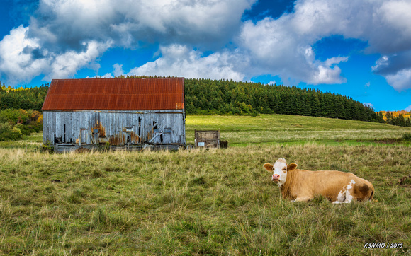 Cow in Mabou