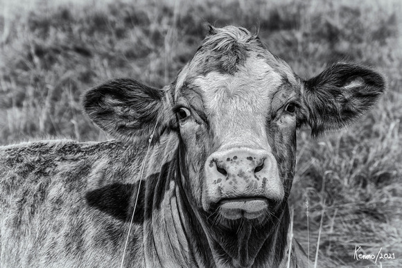 Portrait of a Cow in Black & White