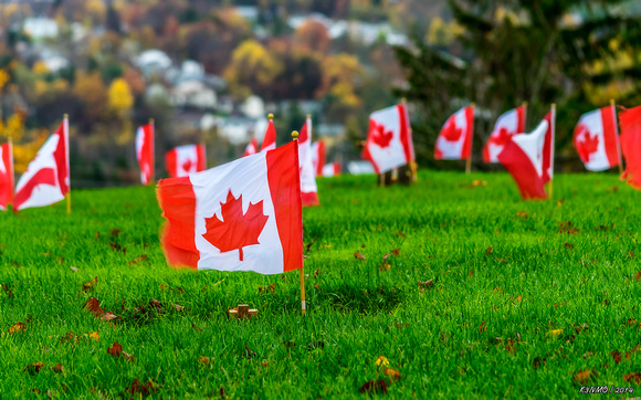 Canadian Flags for the Veterans