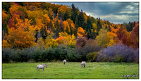 Horses on an Autumn Day in Rural Cape Breton