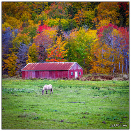 Horse & Red Barn