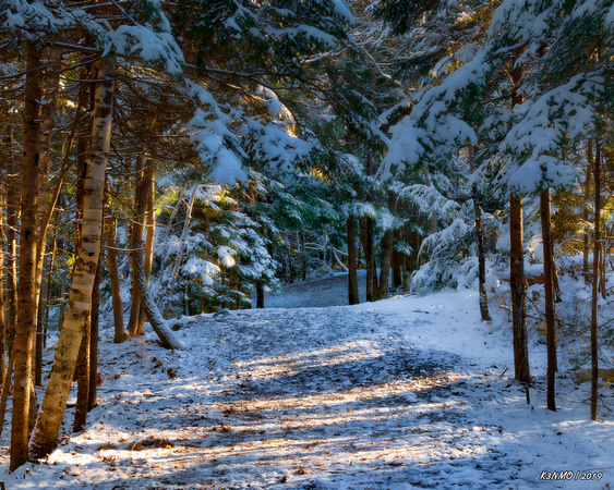 Light Snowfall Along the Forest Path
