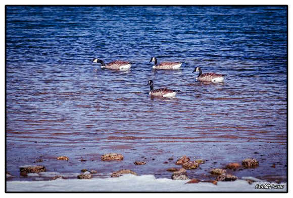Canada Geese Swimming in Halifax Northwest Arm