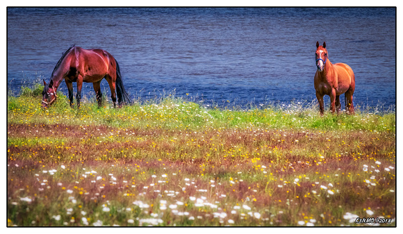 Horses of Margaree Harbour