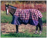 Horse in a Blanket