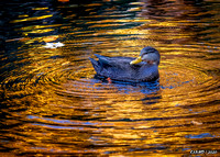 Duck Swimming in Golden Waters