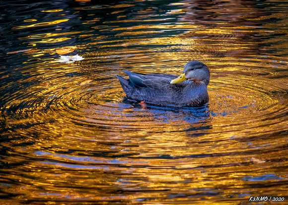 Duck Swimming in Golden Waters