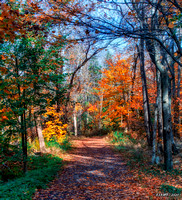 Autumn Colors in Hemlock Ravine Park