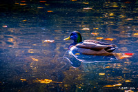 Duck Swims in Heart Shaped Pond