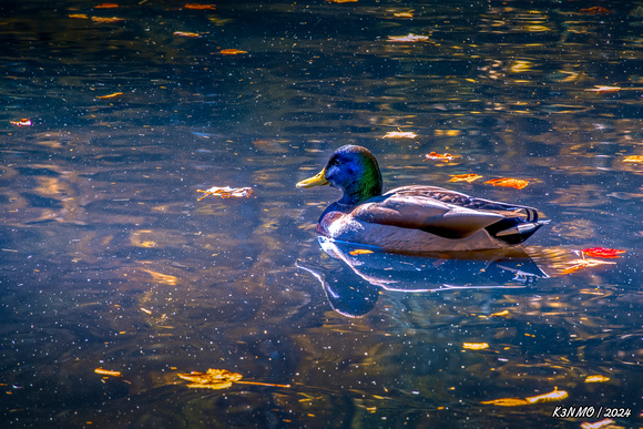 Duck Swims in Heart Shaped Pond