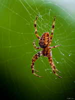 Backyard Spider