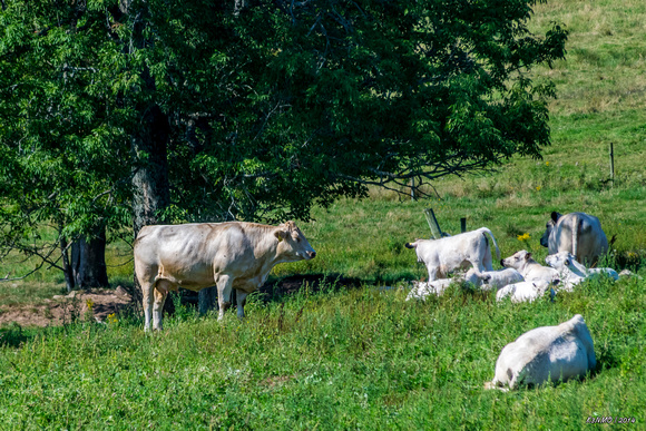 Cows, Musquodoboit Valley, Nova Scotia