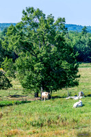Cows, Musquodoboit Valley, Nova Scotia