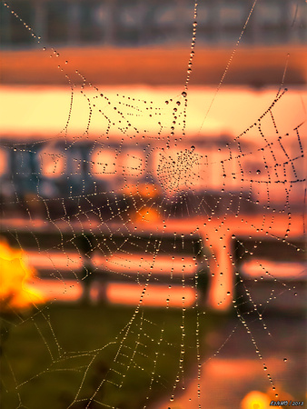 Golden Web