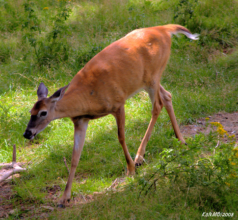 Red Deer - Shubenacadie Wildlife Park