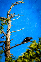 Crow in an Old Tree