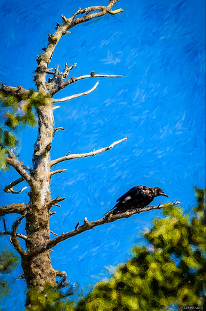 Crow in an Old Tree