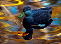 Duck Swiming in Golden Waters