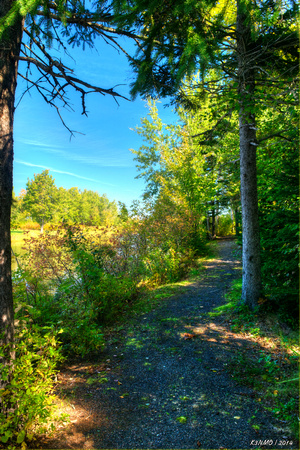 A Walking Path in Brule, Nova Scotia